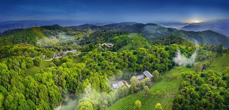 云茶山庄五十万亩原始森林中的万亩茶山