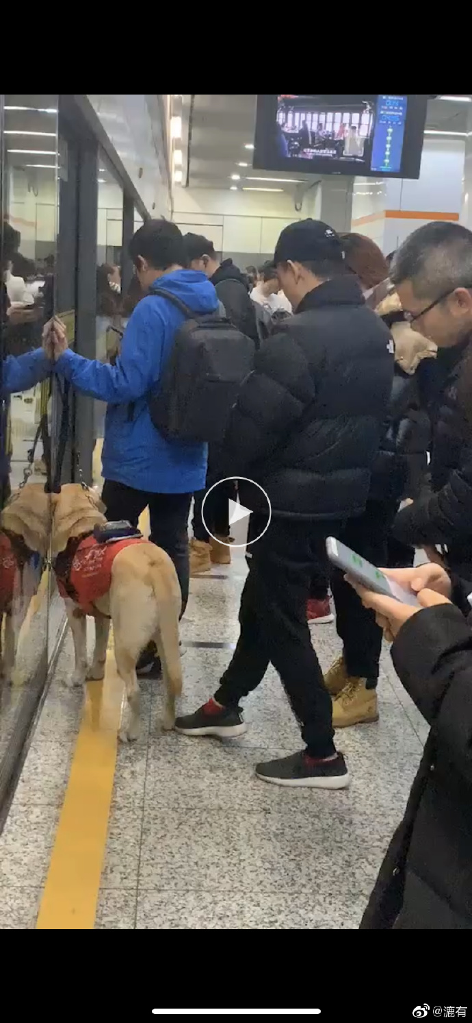 导盲犬怎么看男女
