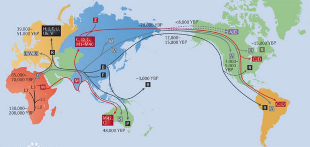 基因的奥德赛之旅：遗传学与人类历史的迁徙地图