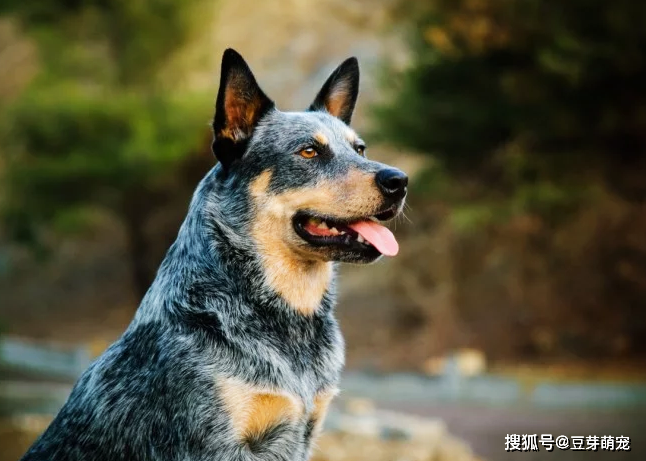 最聪明的五种中型犬种,排名第一的无可争论,是所有犬种最聪明