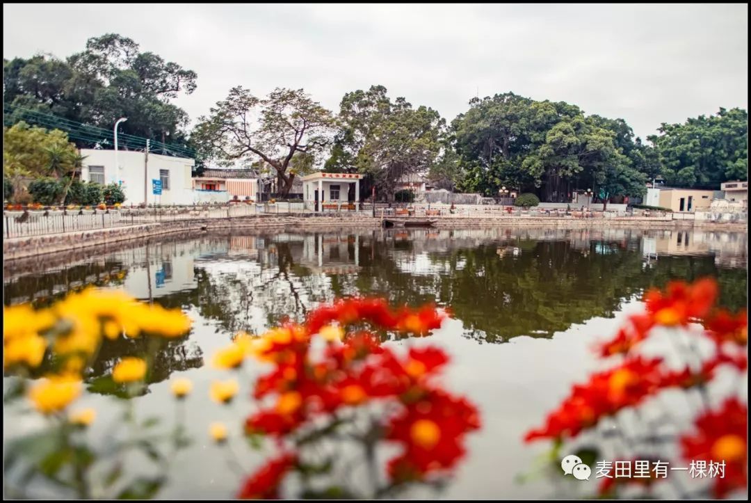 澄海有座千年菊池村满村皆是菊花海