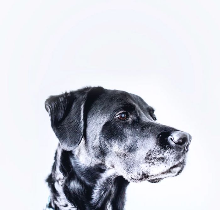 狗为啥会得狂犬 8ebaf249f59b4034b5bdb59275a7c994.jpeg