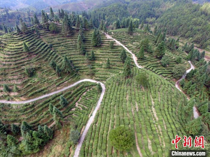 御茶园老总_重庆茶园观山御景