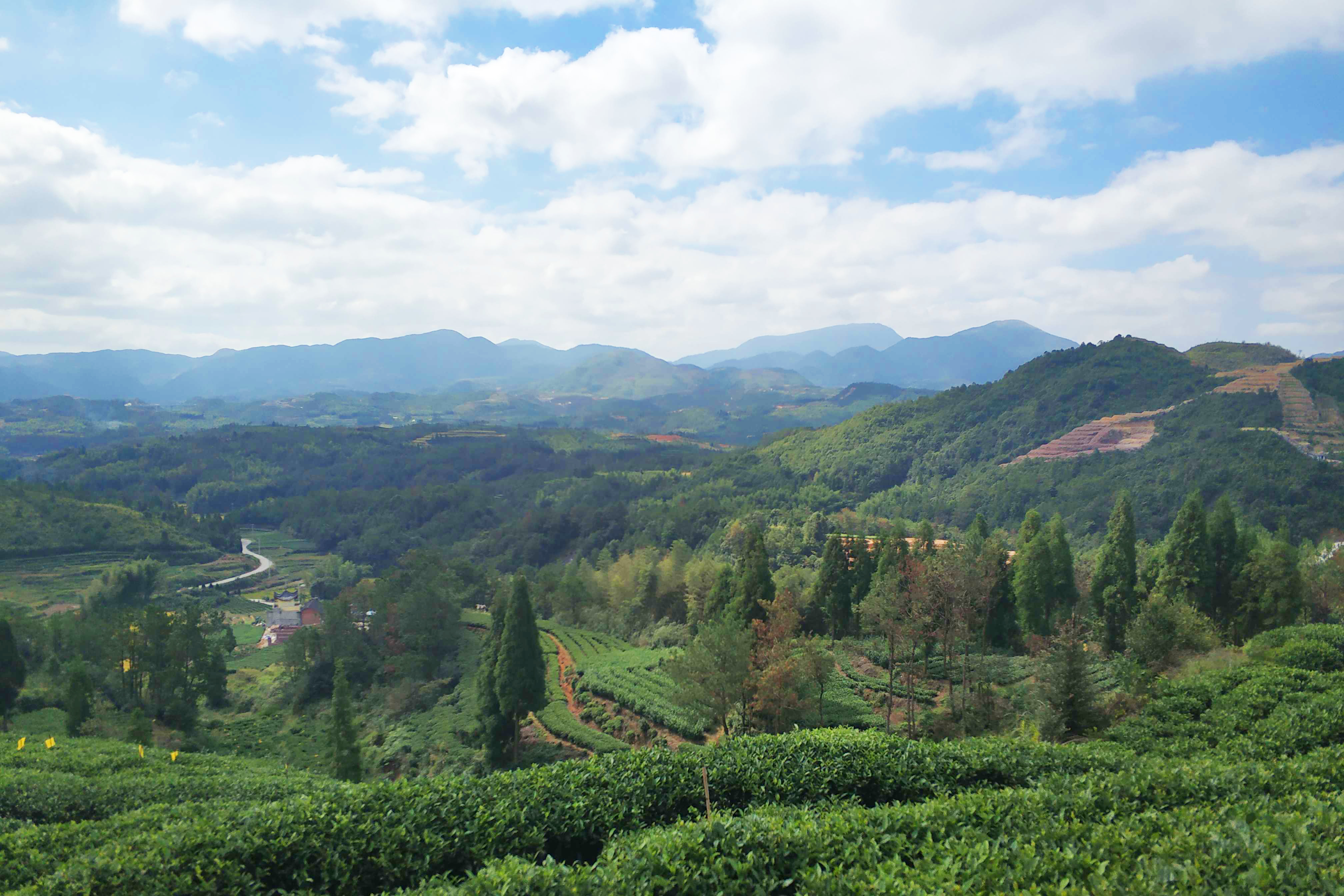 管阳镇是福鼎市高山生态小镇,雨量充沛,茶山平均海拔在600米之上,这为