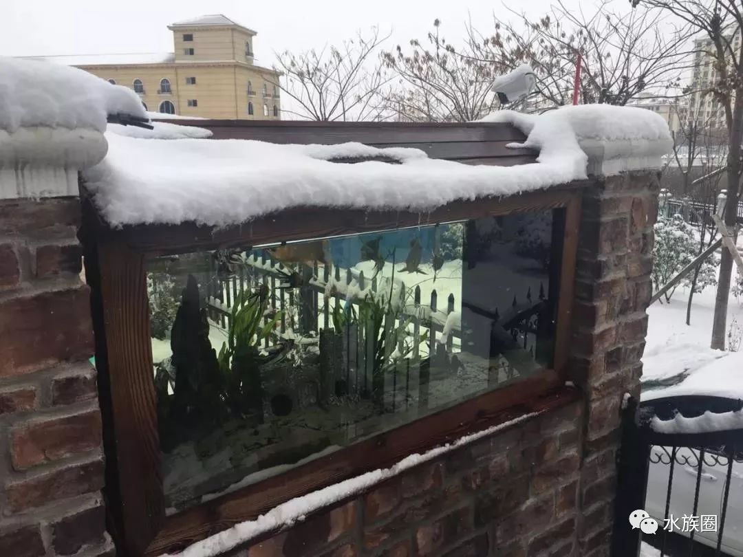 室外龙鱼缸雪景实拍龙鱼配雪景,虽然很美很刺激,但依然有不少挑战.