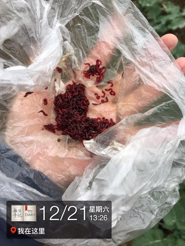 什么地方有红虫卖 b9bb3d2bb63544ecb1e8dc0b59f65637.jpeg