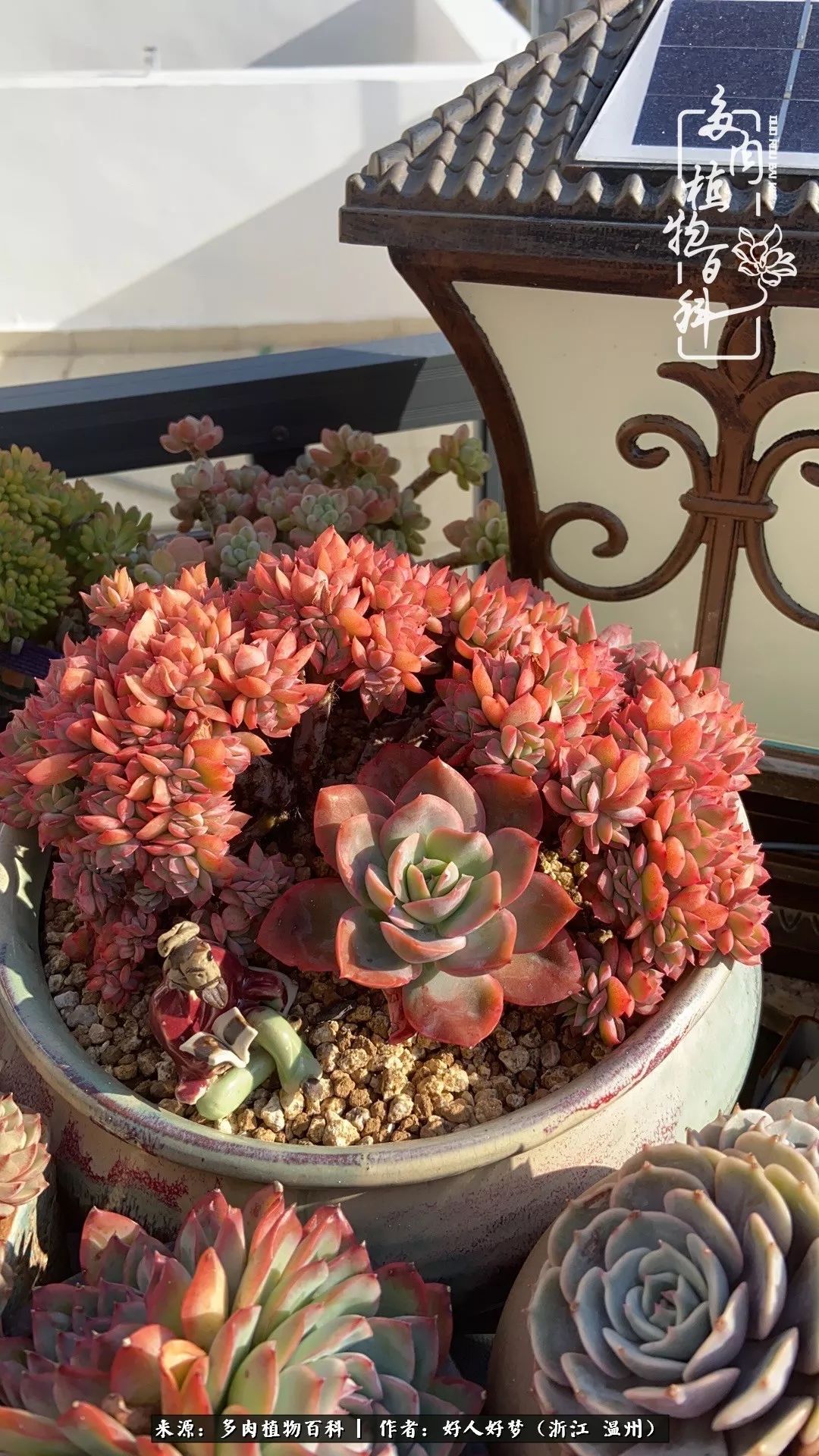 多肉小红花 c06d05a8996f464bac6bd8f3a15f373e.jpeg