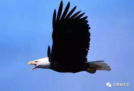c7320f897dde4445a734c389b4063da4.png
