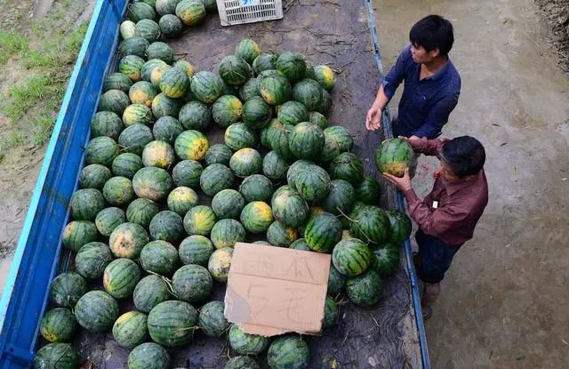 西瓜怎么种植才会最好 dea3f11bdcca4f71b59d8e8916c33e2f.jpeg