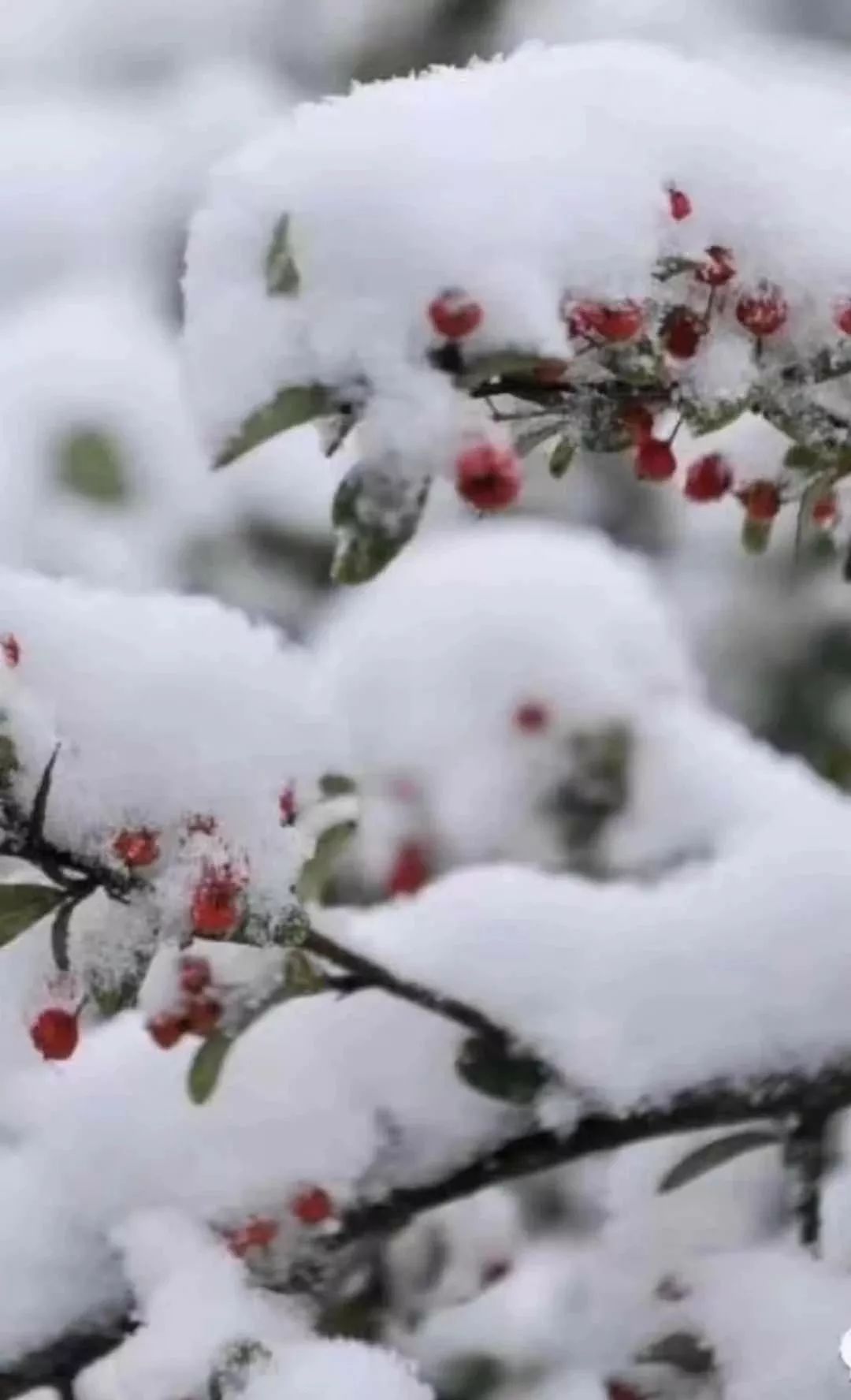 春早日化寒烟三梅花吐蕊总含香数九寒天傲雪霜冷月清风花枝俏寒风与我