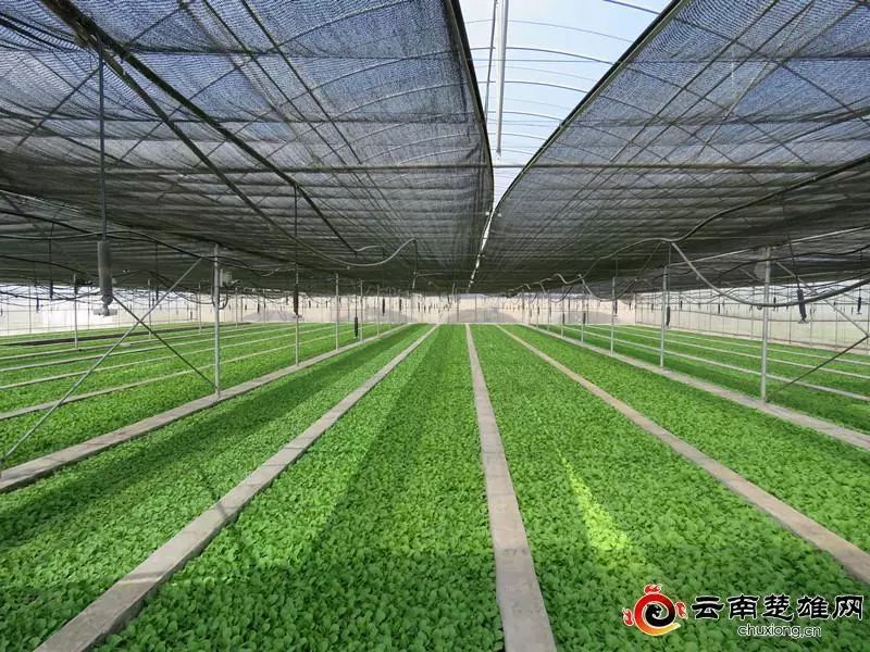 禄丰GDP最新_禄丰恐龙谷图片