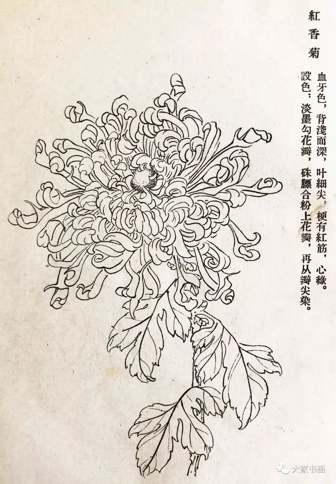 学习国画好资料:六十种菊花白描图