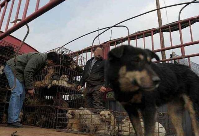 没为狗舍命 爱狗人士登门搞事骨打折