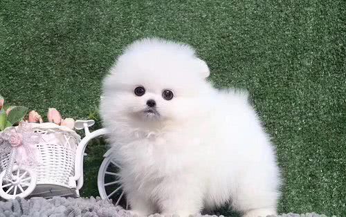 便宜小型犬推荐 2bbcb59776db4e03ba35754434a9da05.jpeg