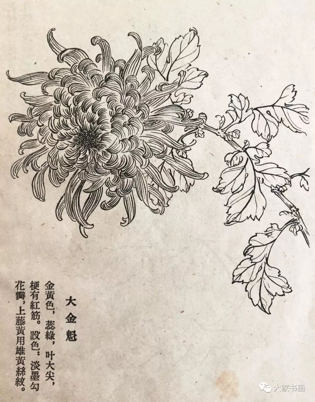 学习国画好资料六十种菊花白描图