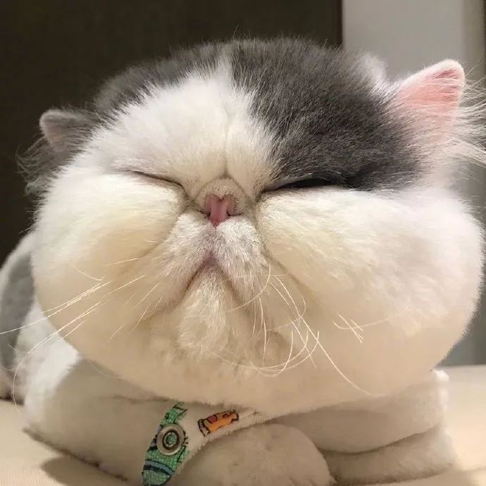 今日份萌宠头像来啦_李萌