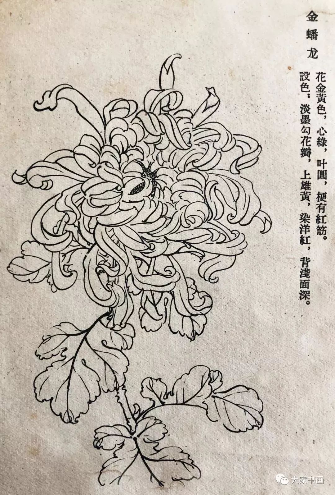 学习国画好资料六十种菊花白描图