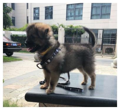 幼犬几个月开始笼养 5250fbb3c5184bf29a6ece128364f777.jpeg