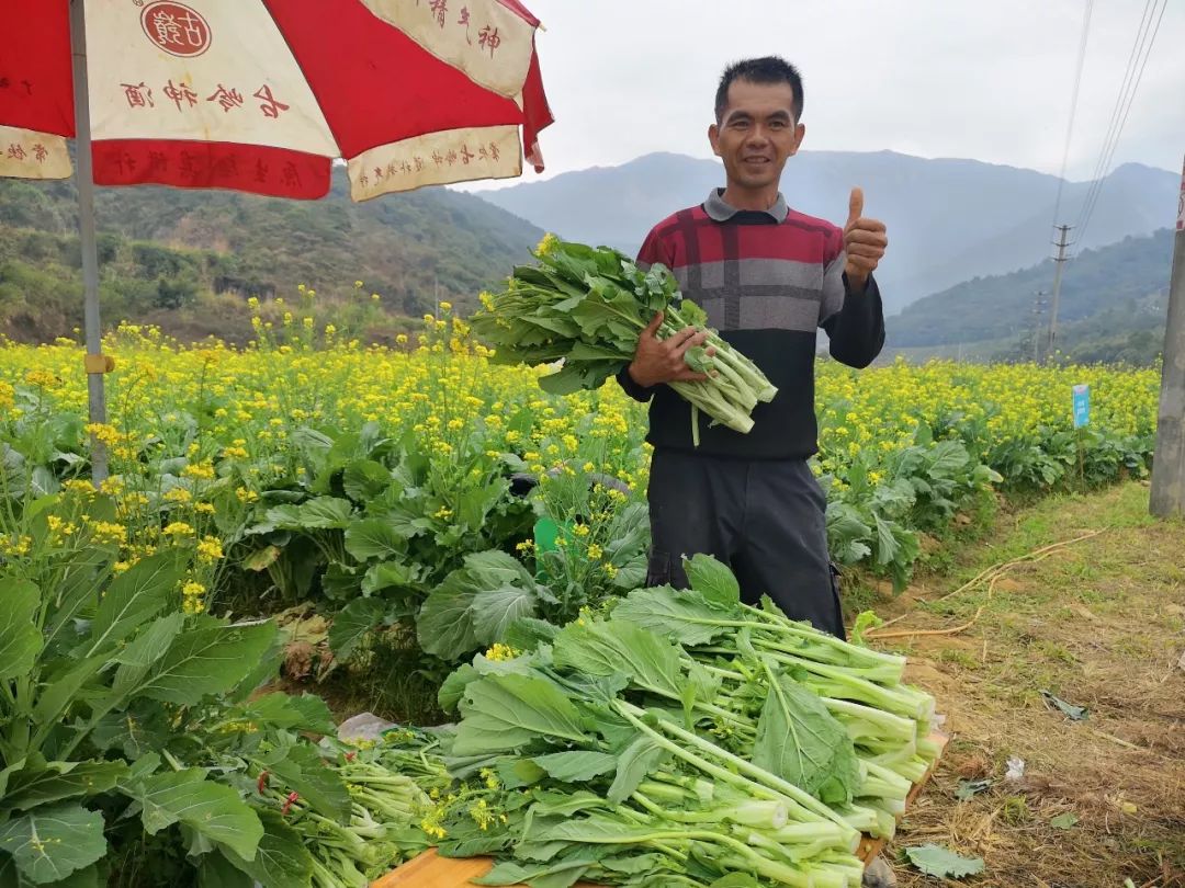 菜农一天卖出500斤菜心!博罗福田菜心节旅游助菜民增收