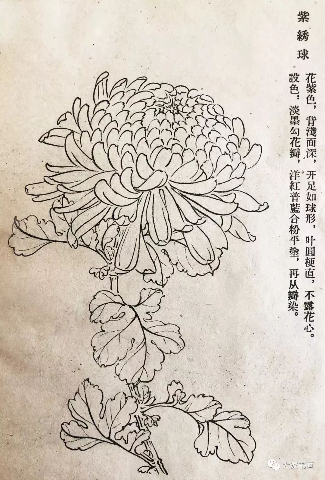 学习国画好资料六十种菊花白描图