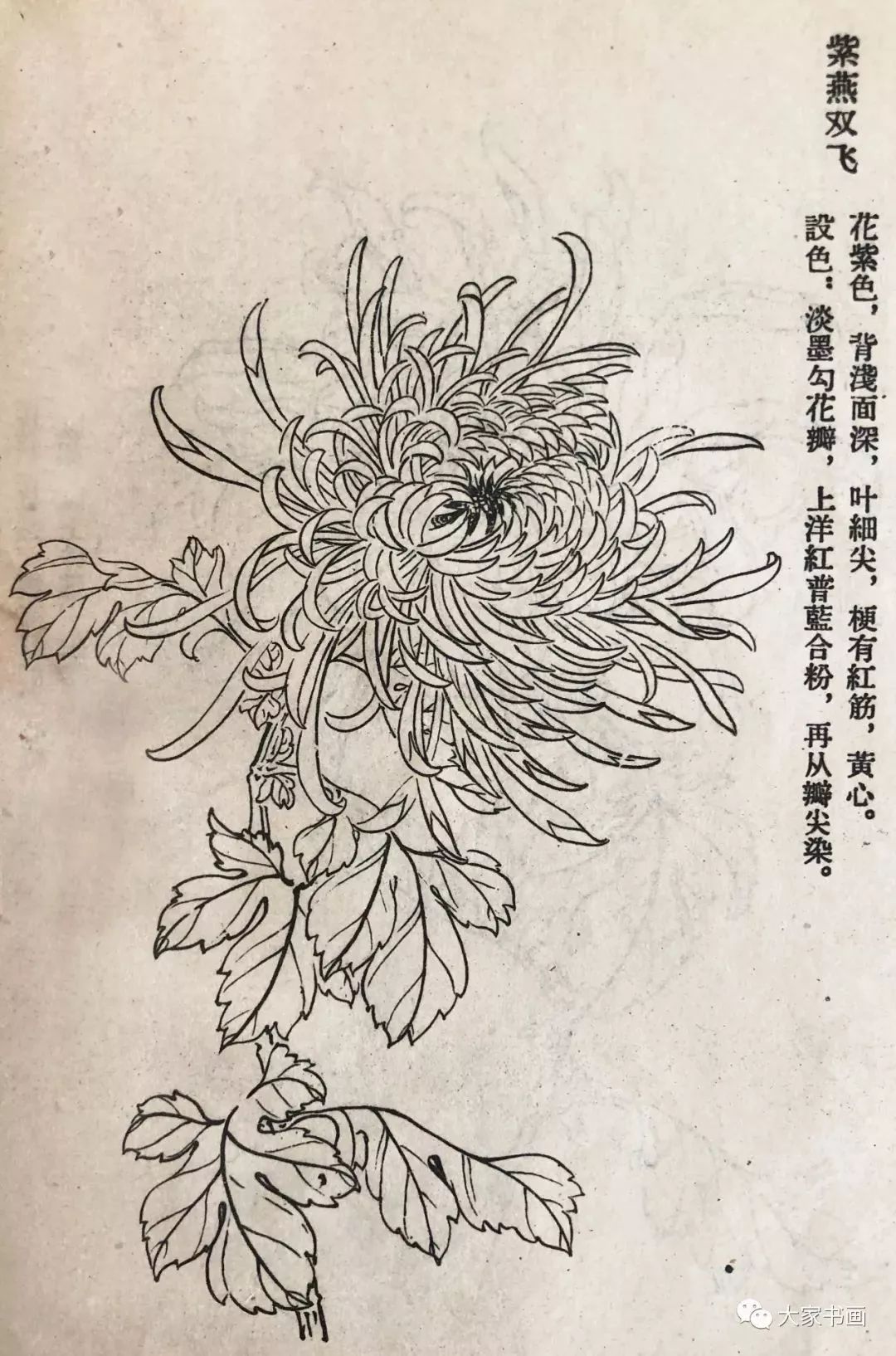 学习国画好资料:六十种菊花白描图