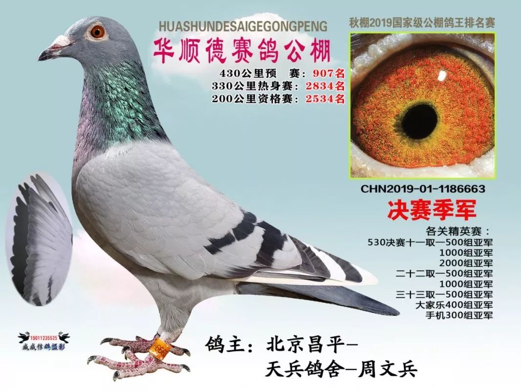 2019北京开创鸽王图片,2020百鸽园鸽王图片 开创四关综合前十及2019中国公棚鸽王前三汇总