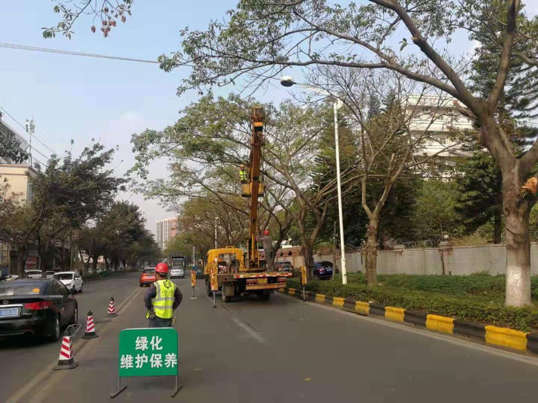 道路环境面貌焕然一新!南头镇集中修剪道路树木美化人