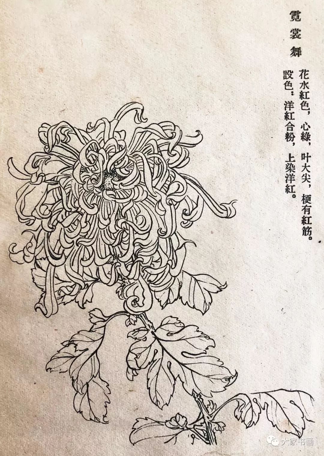 学习国画好资料六十种菊花白描图