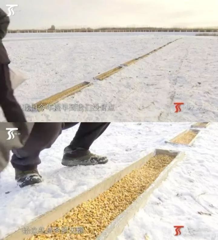 风景绝了!新疆这些地方的天鹅神姿等你来打