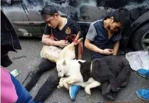 没为狗舍命 爱狗人士登门搞事骨打折