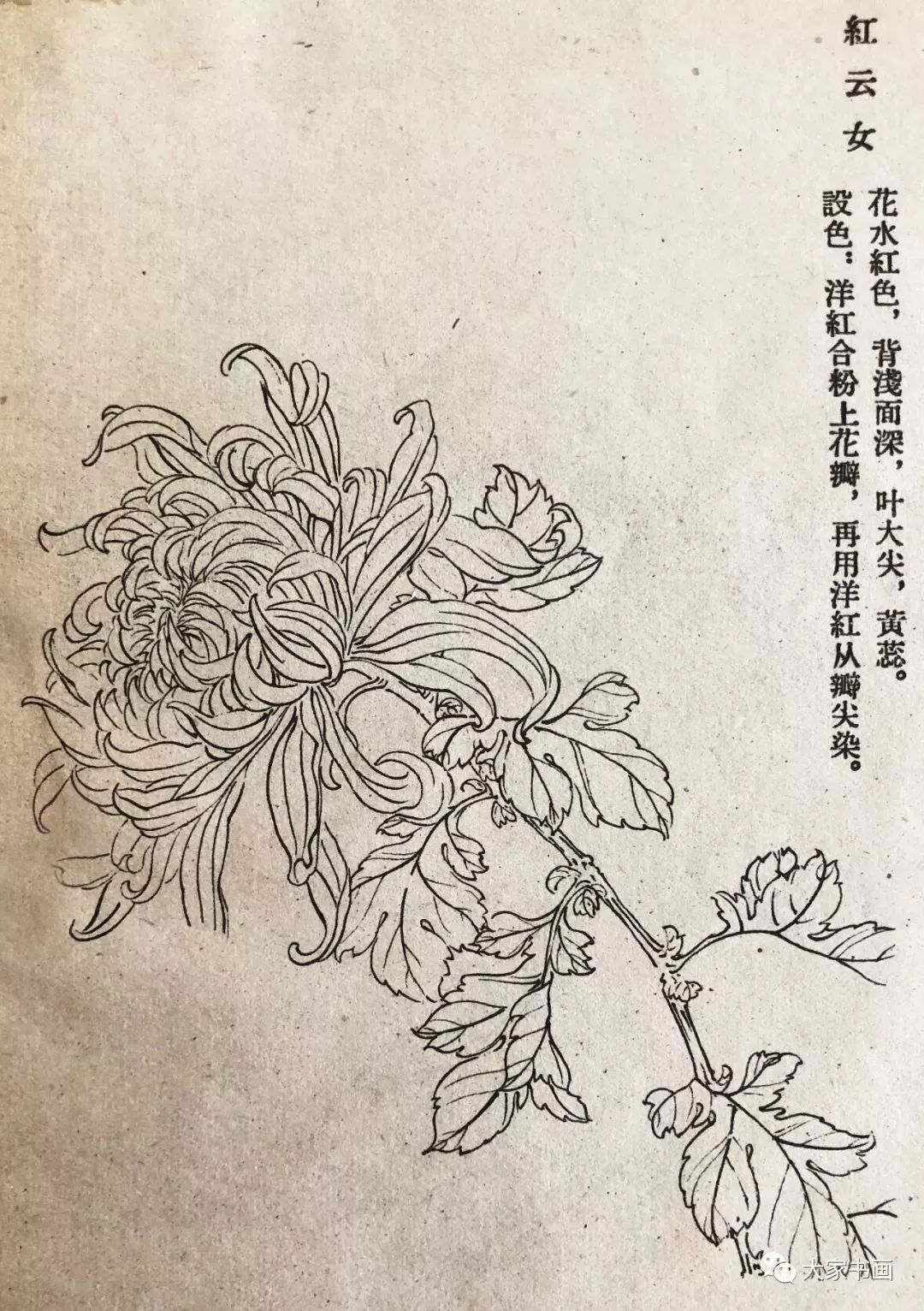 学习国画好资料六十种菊花白描图