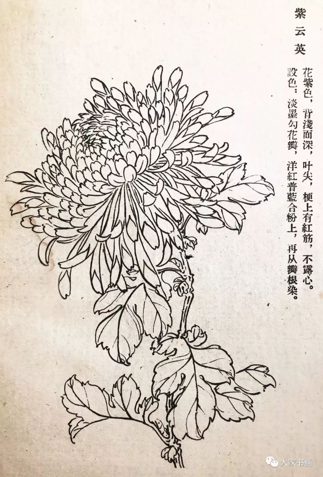 学习国画好资料:六十种菊花白描图