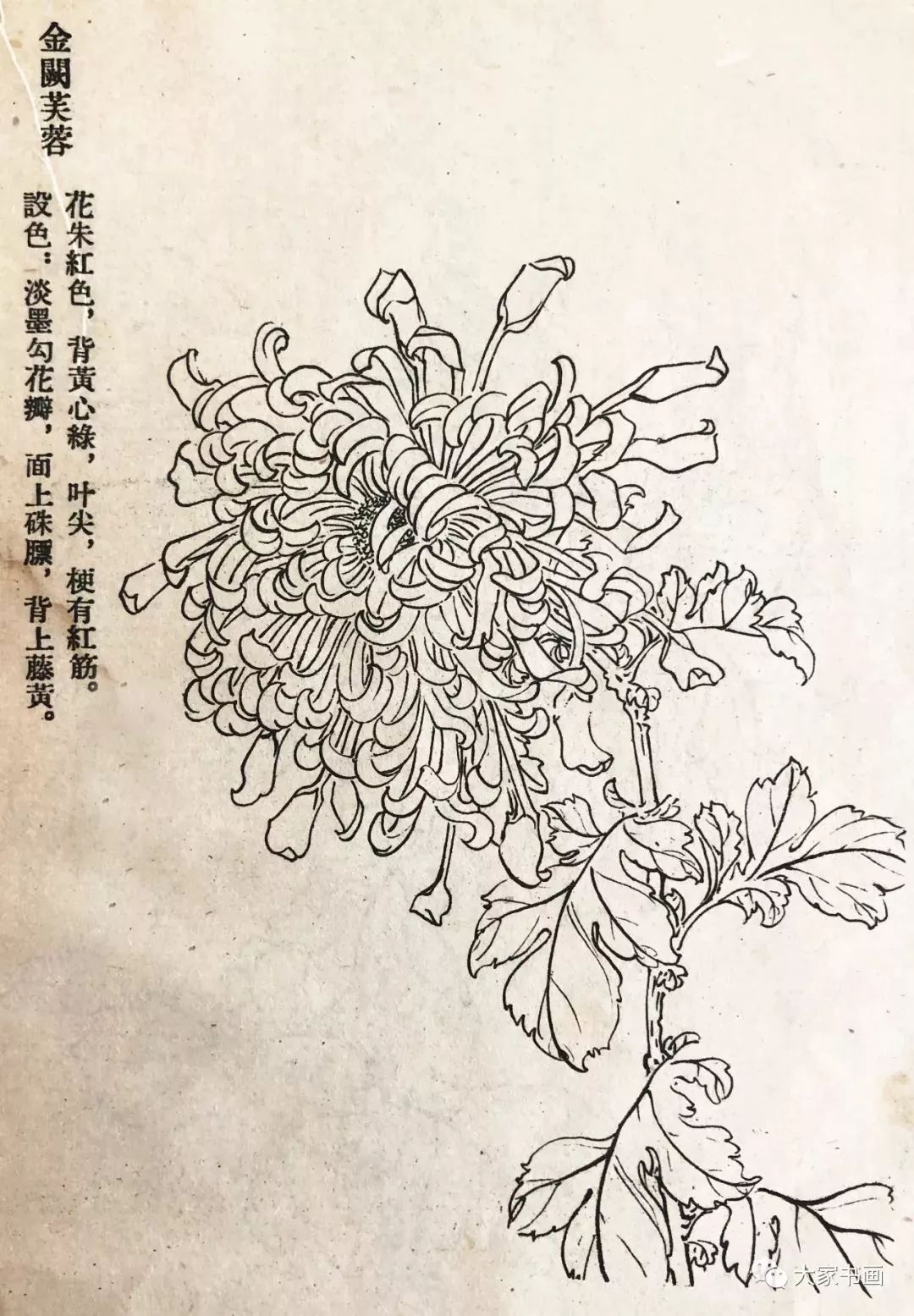 学习国画好资料六十种菊花白描图