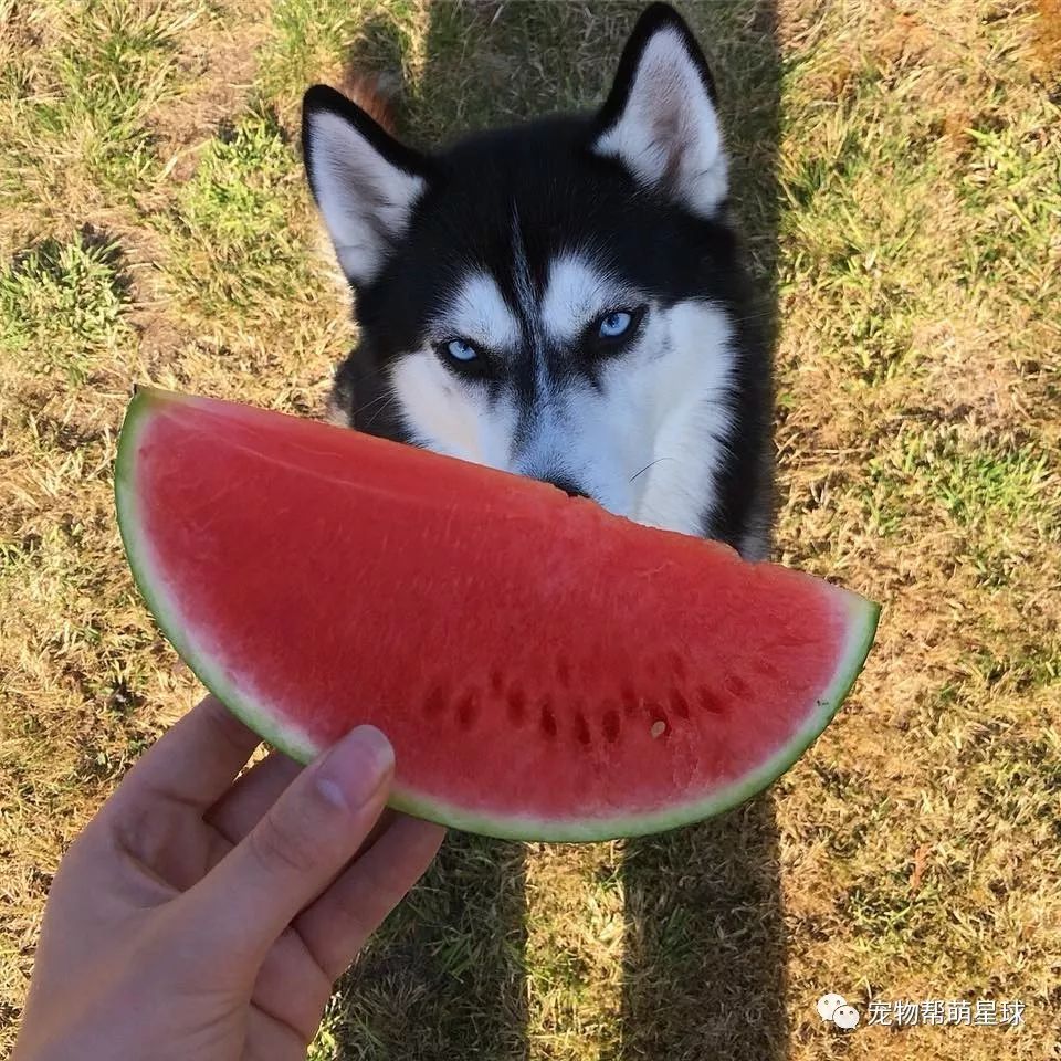 得了抑郁症就养哈士奇?虽然病好了但血压又高