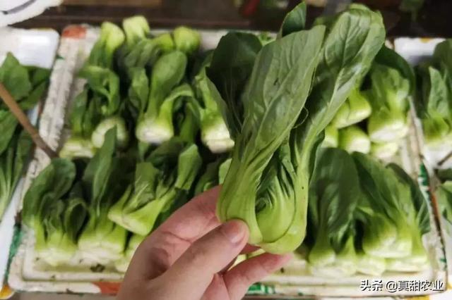 圆青椒和哪种蔬菜搭配好吃 b7a217534569472b864b25b64337818e.jpeg