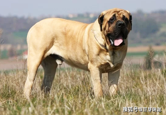 巴西獒犬这只雄伟的巴西獒犬有着令人惊叹的皱巴巴的前额,是犬类世界