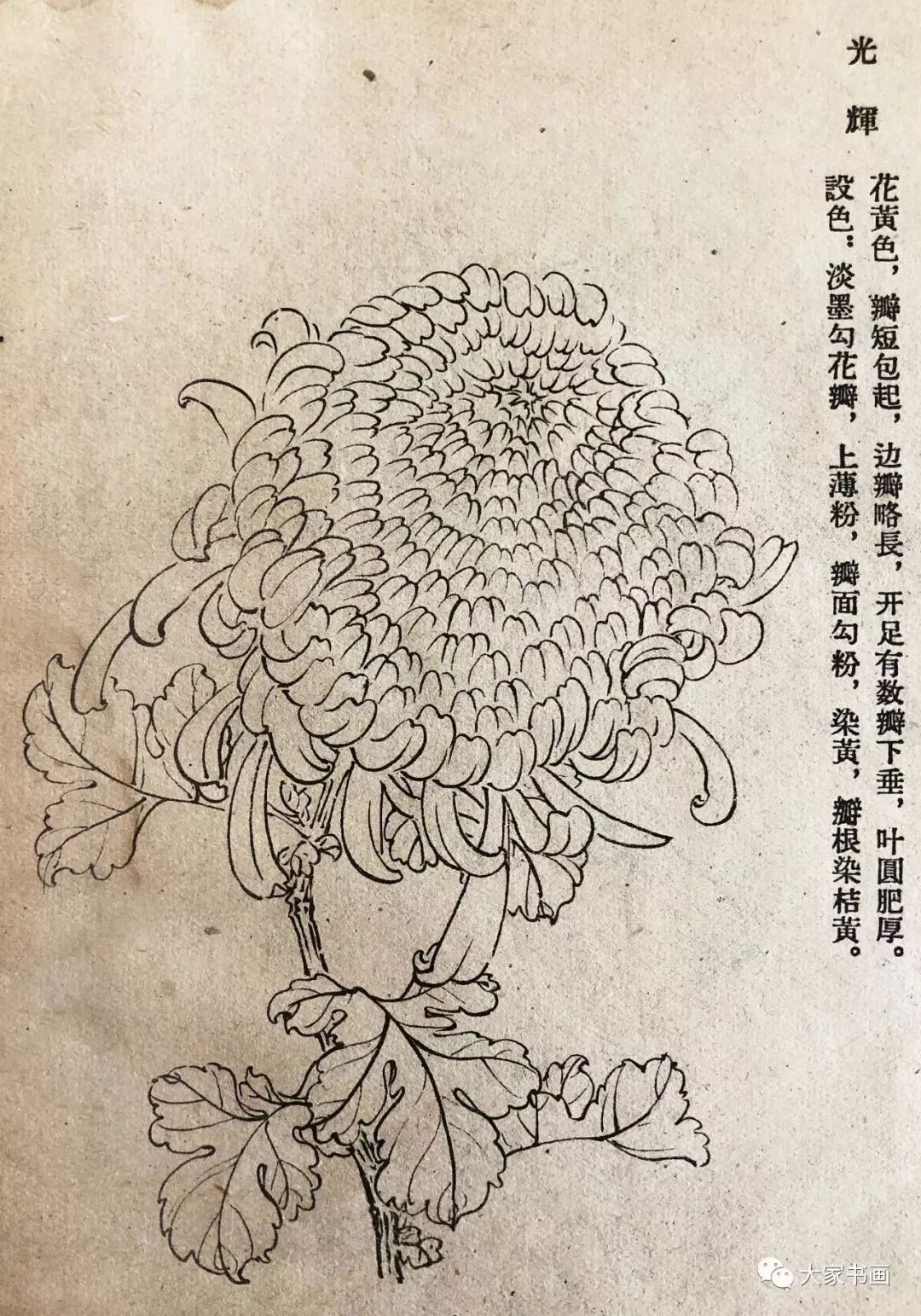 学习国画好资料六十种菊花白描图