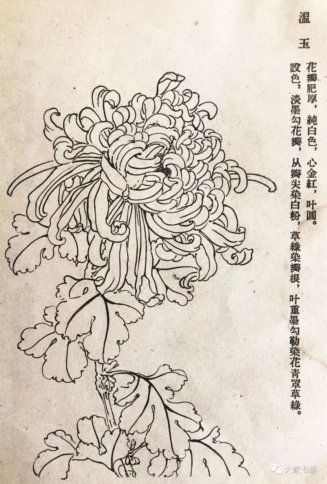 学习国画好资料六十种菊花白描图