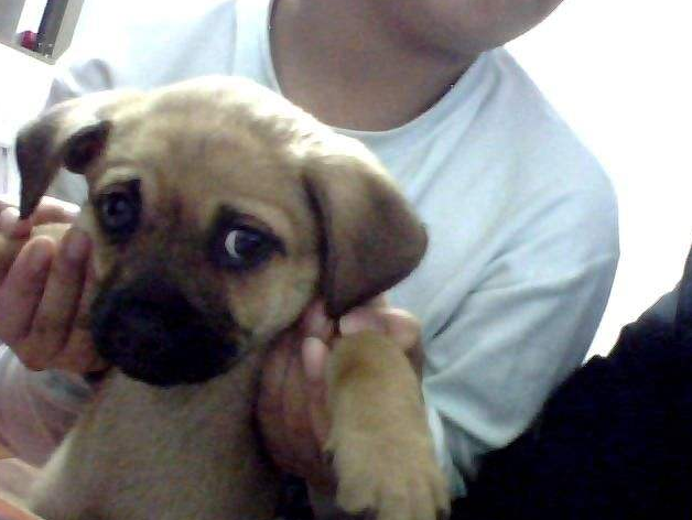 狗为啥突然粘人 f36499570e6546858ceb9fefbc988b9a.png