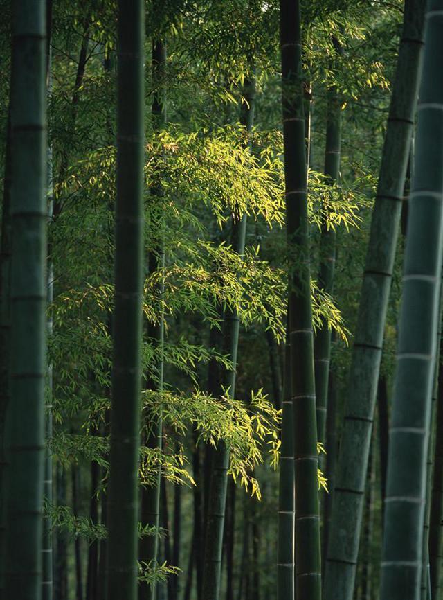独具韵味的竹
