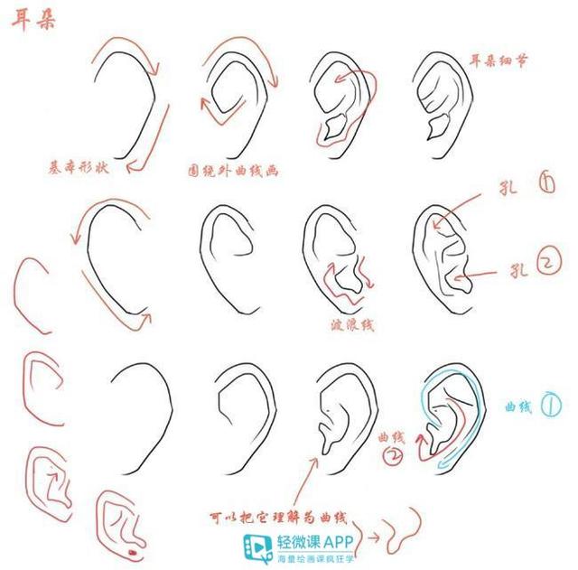如何画耳朵结构?人体耳朵的画法参考