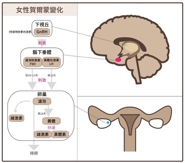 与说明影响月经的几位「关键人物,分别为:下视丘,脑下垂体与卵巢