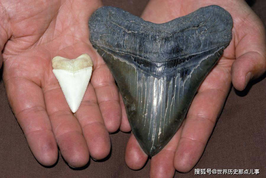 【图4】巨齿鲨的牙齿(右)比现代大白鲨的牙齿(左)大得多