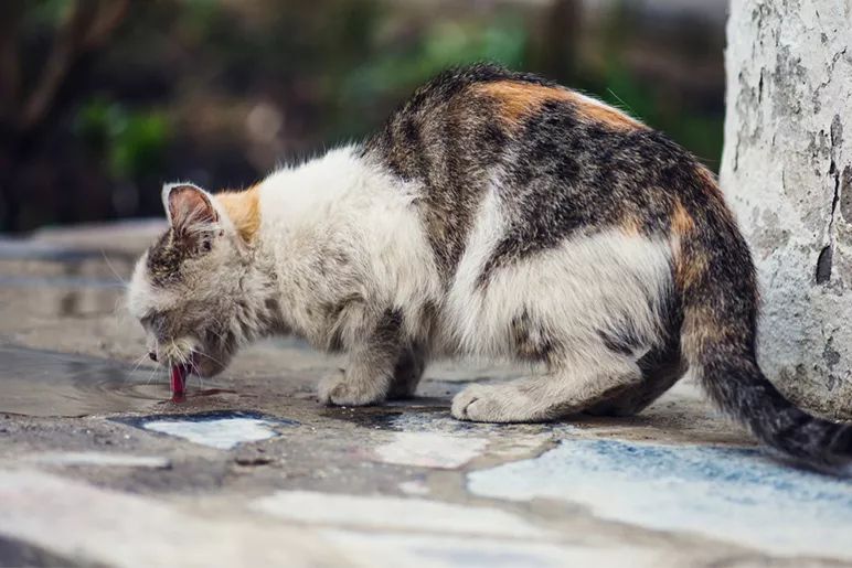 眼睁睁看着猫饿死,是一种怎样的绝望?