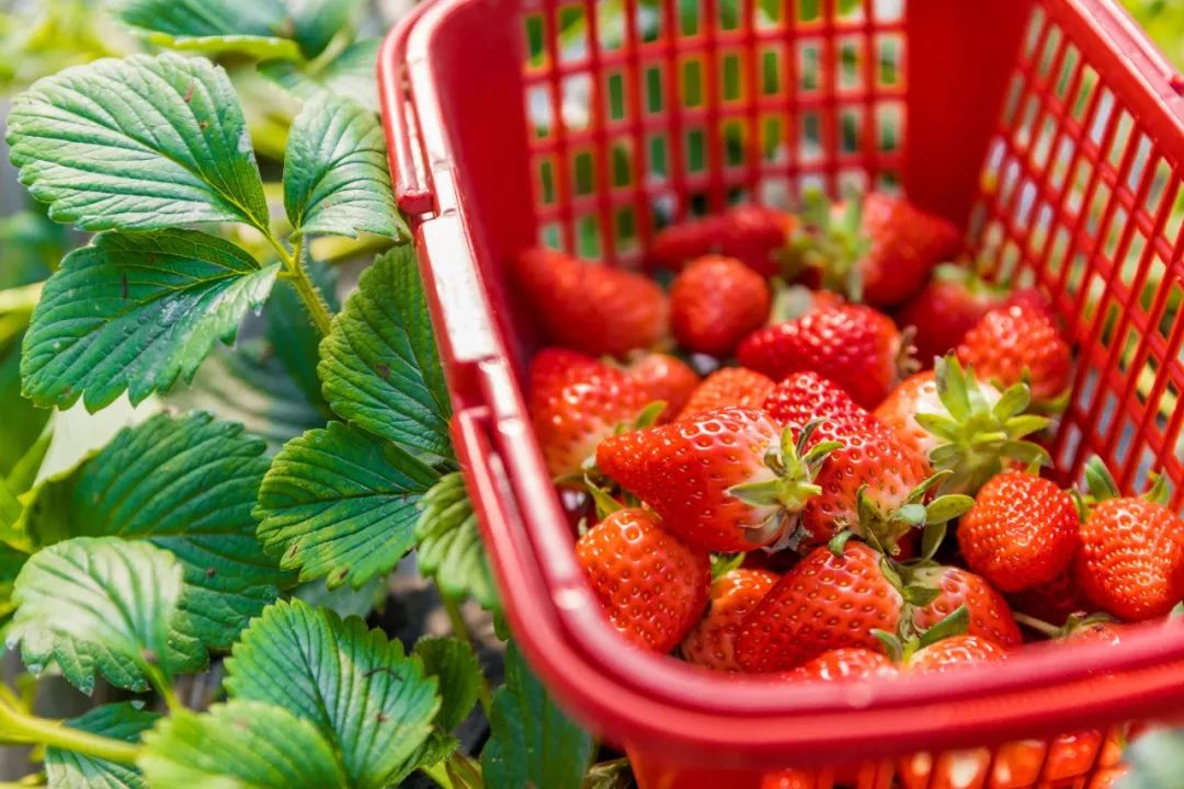 什么时候种草莓是最佳时期 1a47ba8575f14434869deb7b10c40ea9.jpeg