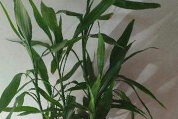 富贵竹养殖方法大全 1adf83f02b74416687bc7109ad735de7.jpeg