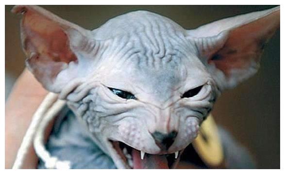 嘶嘶是什么动物 3fe65e11c5af4cbcb039f23718c10909.jpeg