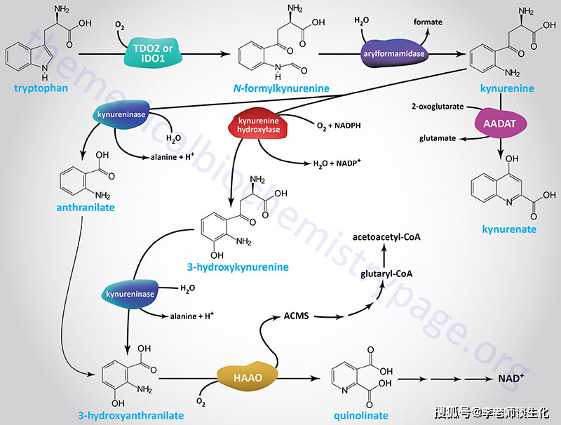 引自themedicalbiochemistrypage色氨酸代谢可以产生不同的活性产物