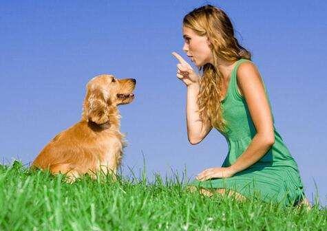 怎么看小狗是好和坏 41c900ffcedb4a1d89978c42e7365898.jpeg