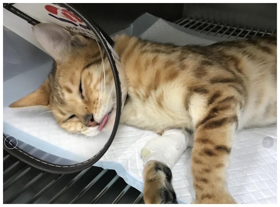 怎么自己在家给猫做绝育 4c3e73bc6ba94a54a12c35d90f08304c.jpeg